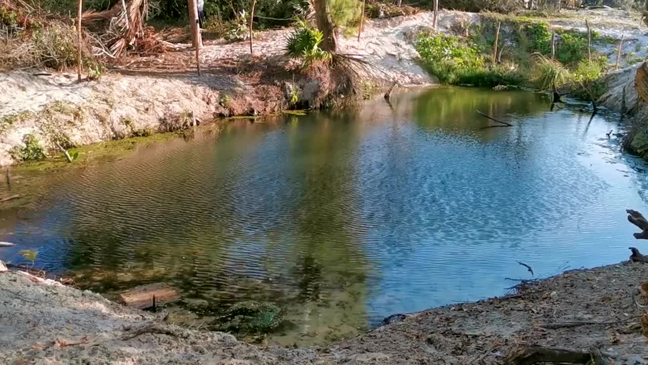 湖泊、河流、池塘和热带红树林，墨西哥加勒比海。视频素材