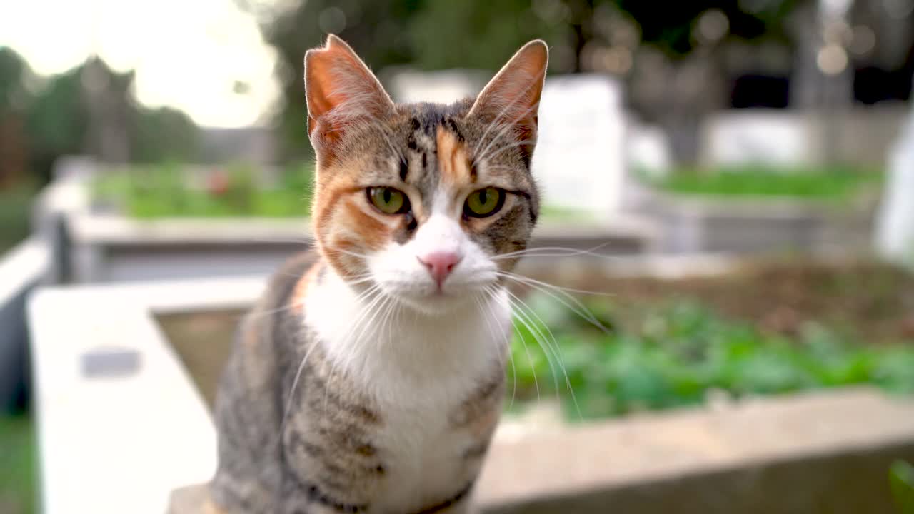 伊斯坦布尔的街头猫，世界猫日，友好视频素材