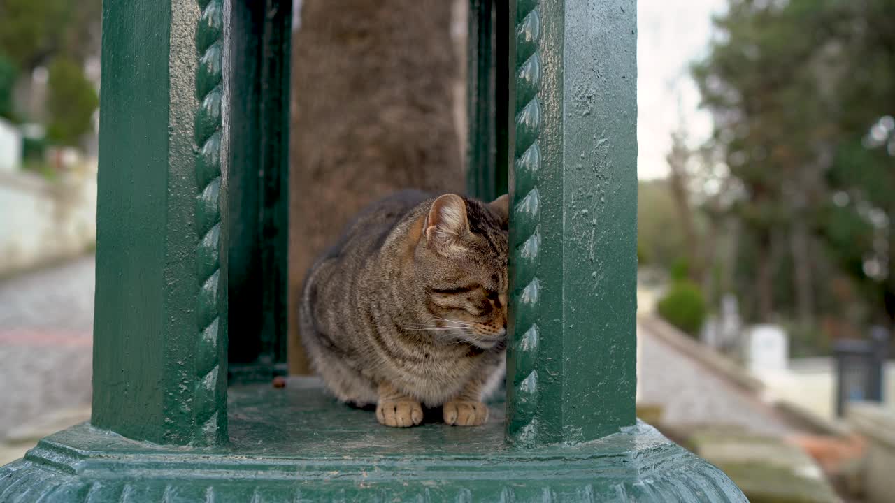 伊斯坦布尔的街头猫，世界猫日，友好视频素材