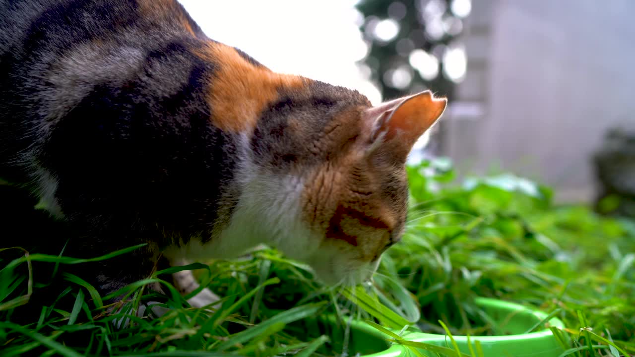 伊斯坦布尔的街头猫，世界猫日，友好视频素材