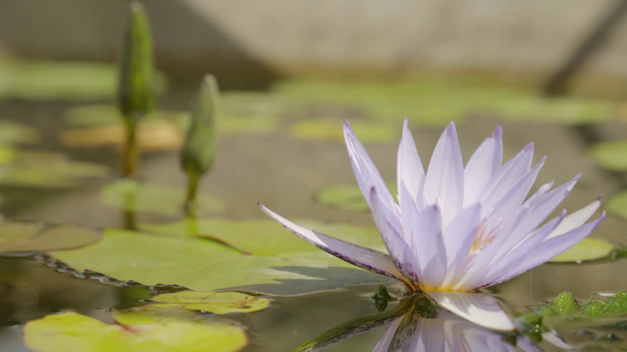 美丽的紫荷花(水(百合)与绿叶在池塘紫荷花盛开视频素材