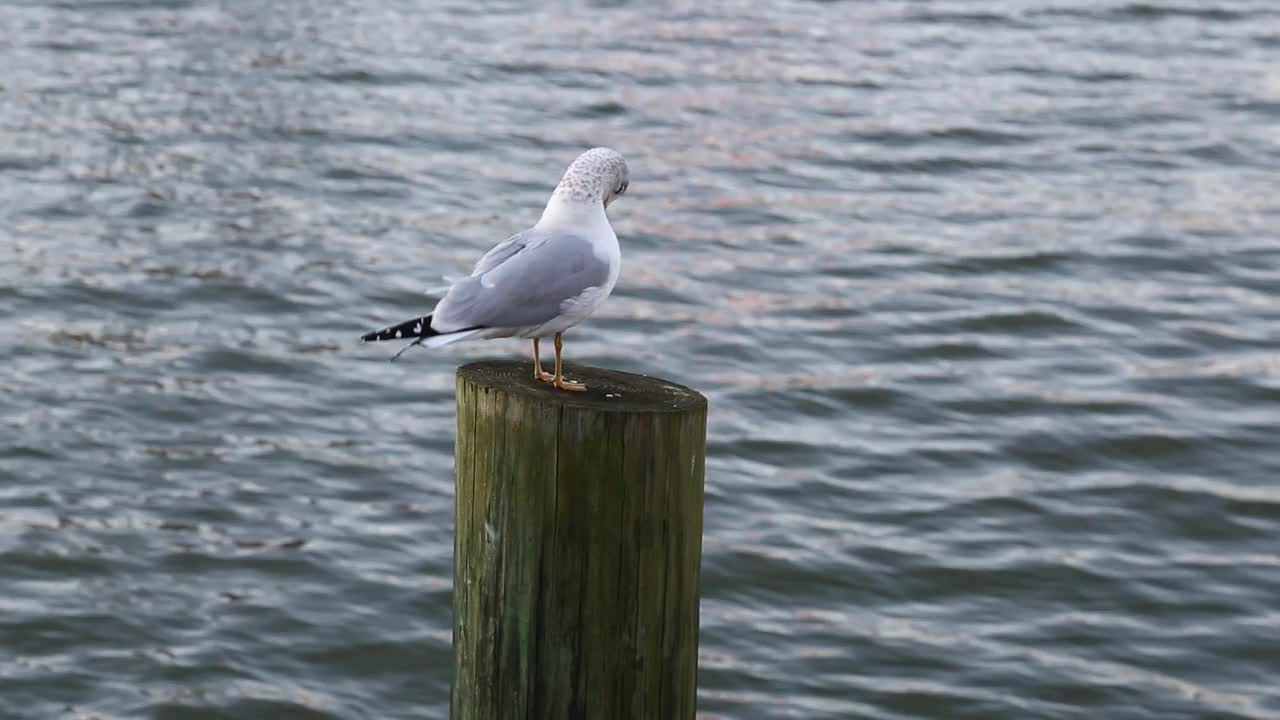 海鸥坐在驳船杆木桩在哈德逊河(海鸟梳理自己然后飞走)海鸥在港口的码头视频素材