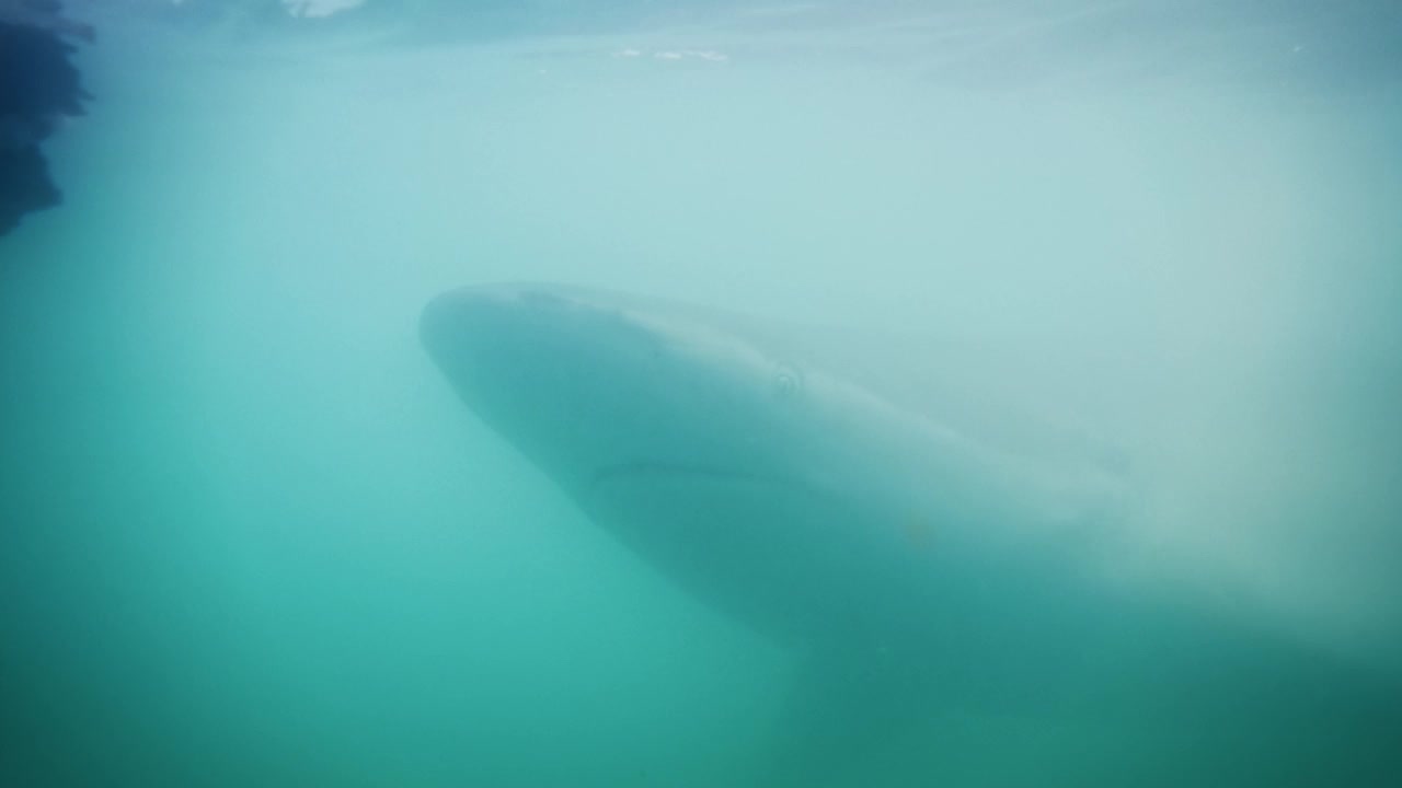 鲨鱼隐约出现在绿色的海水中视频素材