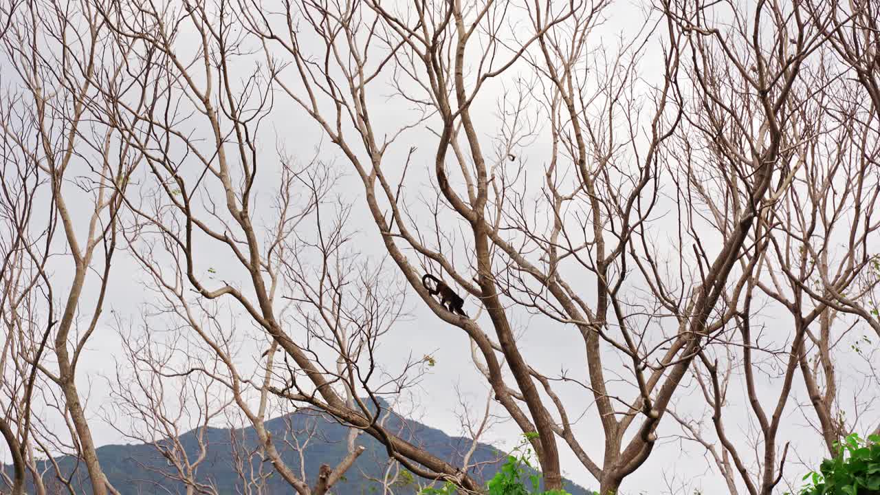 尼加拉瓜奥梅特佩岛上，一只披风吼猴在丛林中爬过树丛视频素材