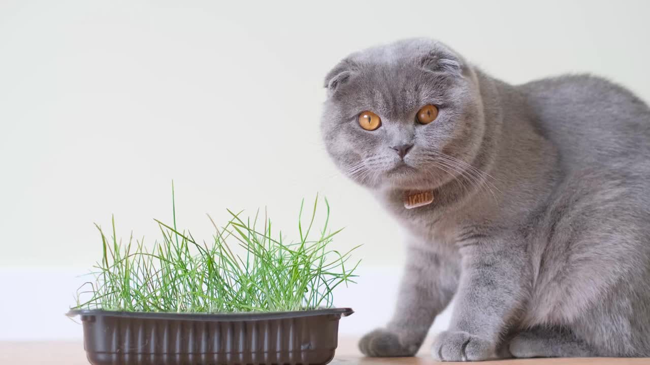 苏格兰虎斑猫，白色背景，绿色室内植物。猫在吃绿燕麦草的芽视频素材