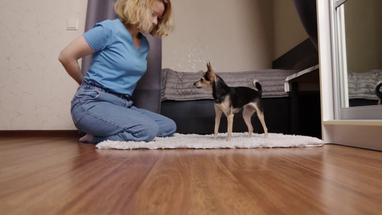 女人在家里玩狗和宠物玩具，开心的主人带着小猎犬，在室内玩耍视频素材