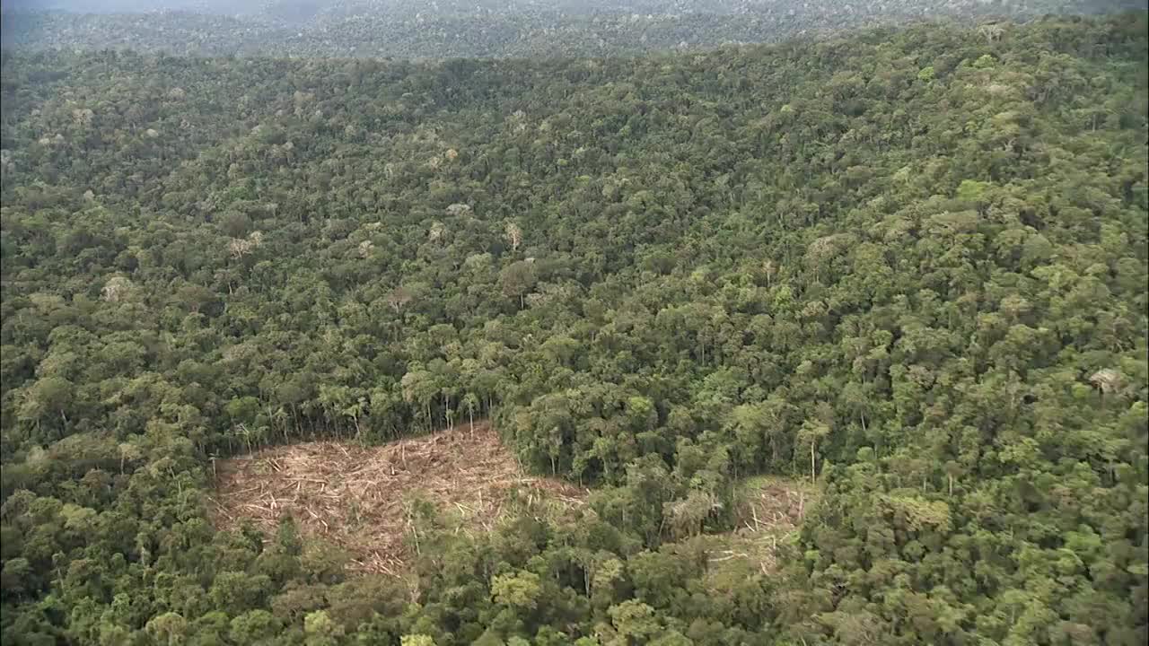 追踪在森林砍伐清除中热带雨林可用高清。视频素材