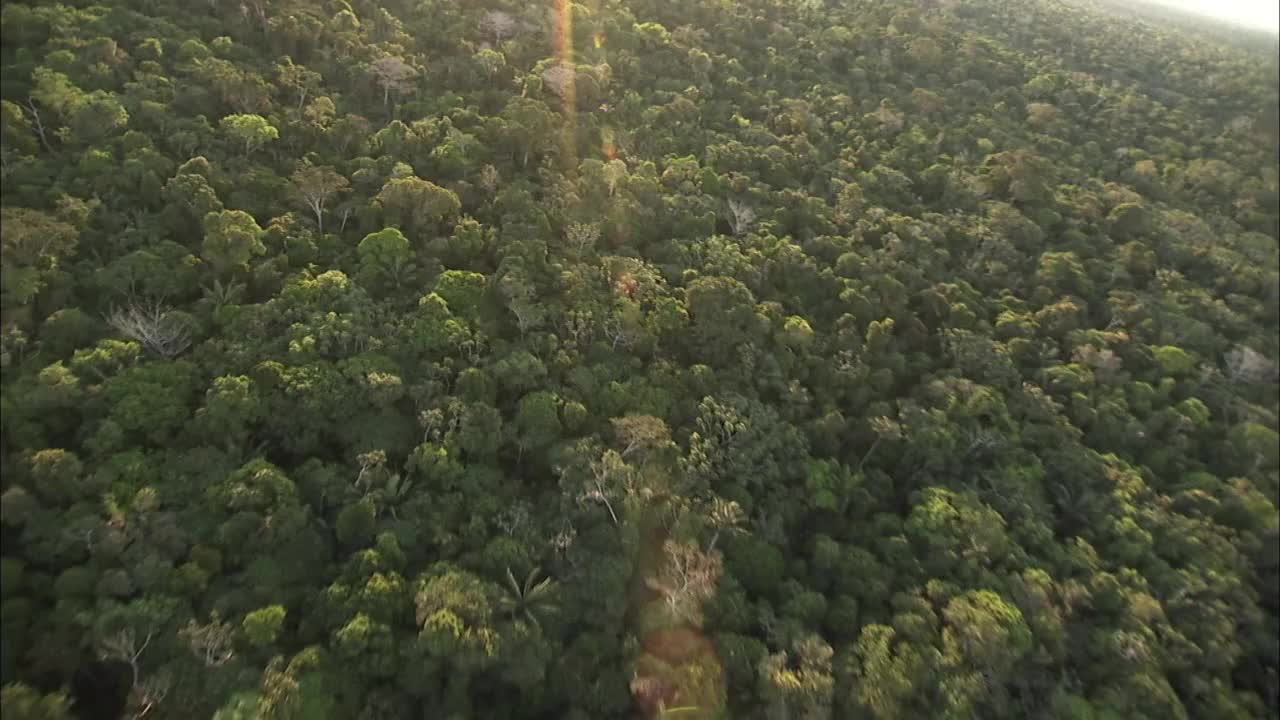 跟踪前进在浓密的森林冠沐浴在阳光下可在高清。视频素材