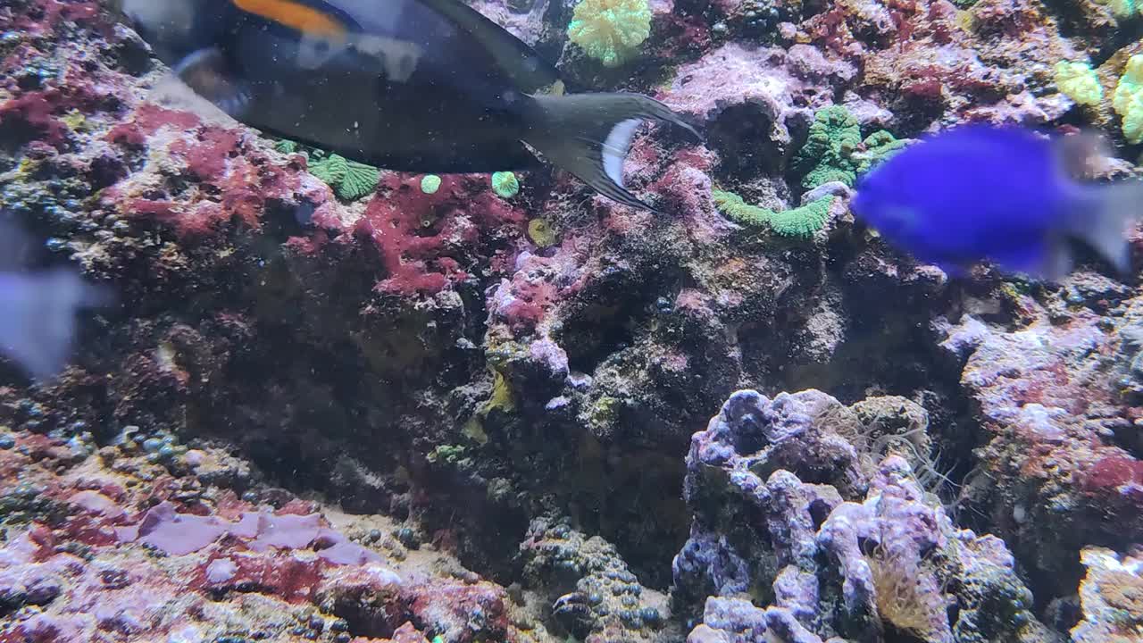 水族馆里的刺尾鱼。海洋珊瑚礁安全水族馆五颜六色的鱼视频素材