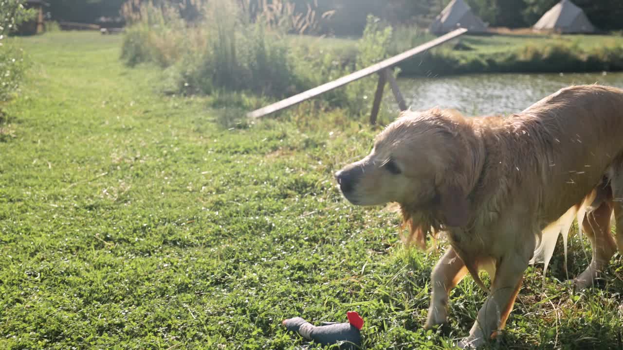 金毛猎犬在抖水滴视频素材