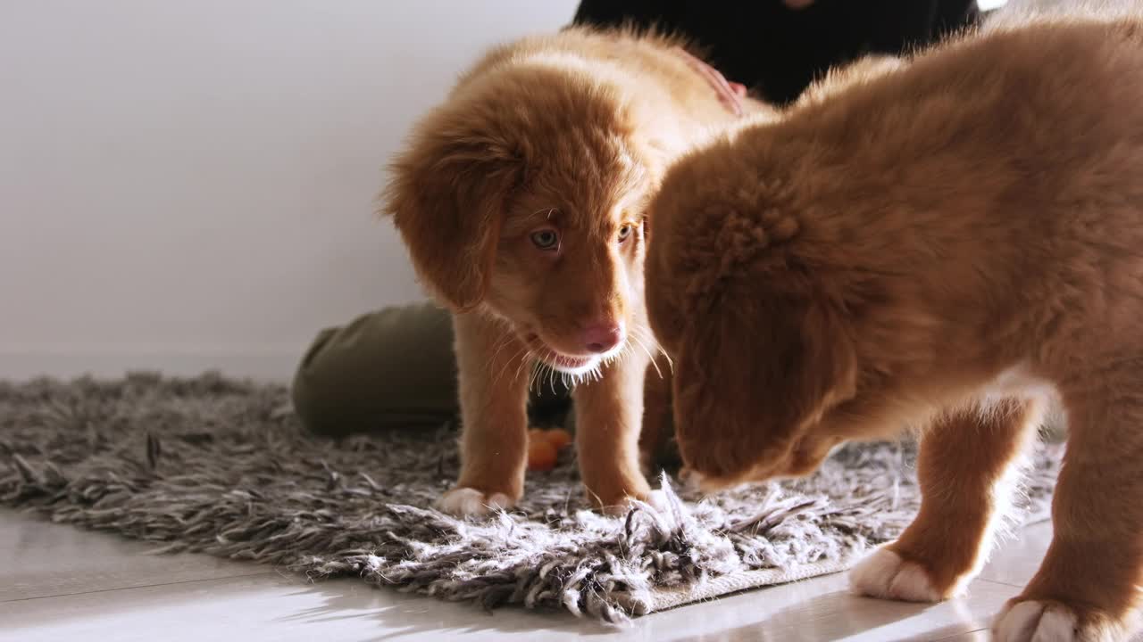 可爱的小狗叫鸭寻回犬在家里玩视频素材