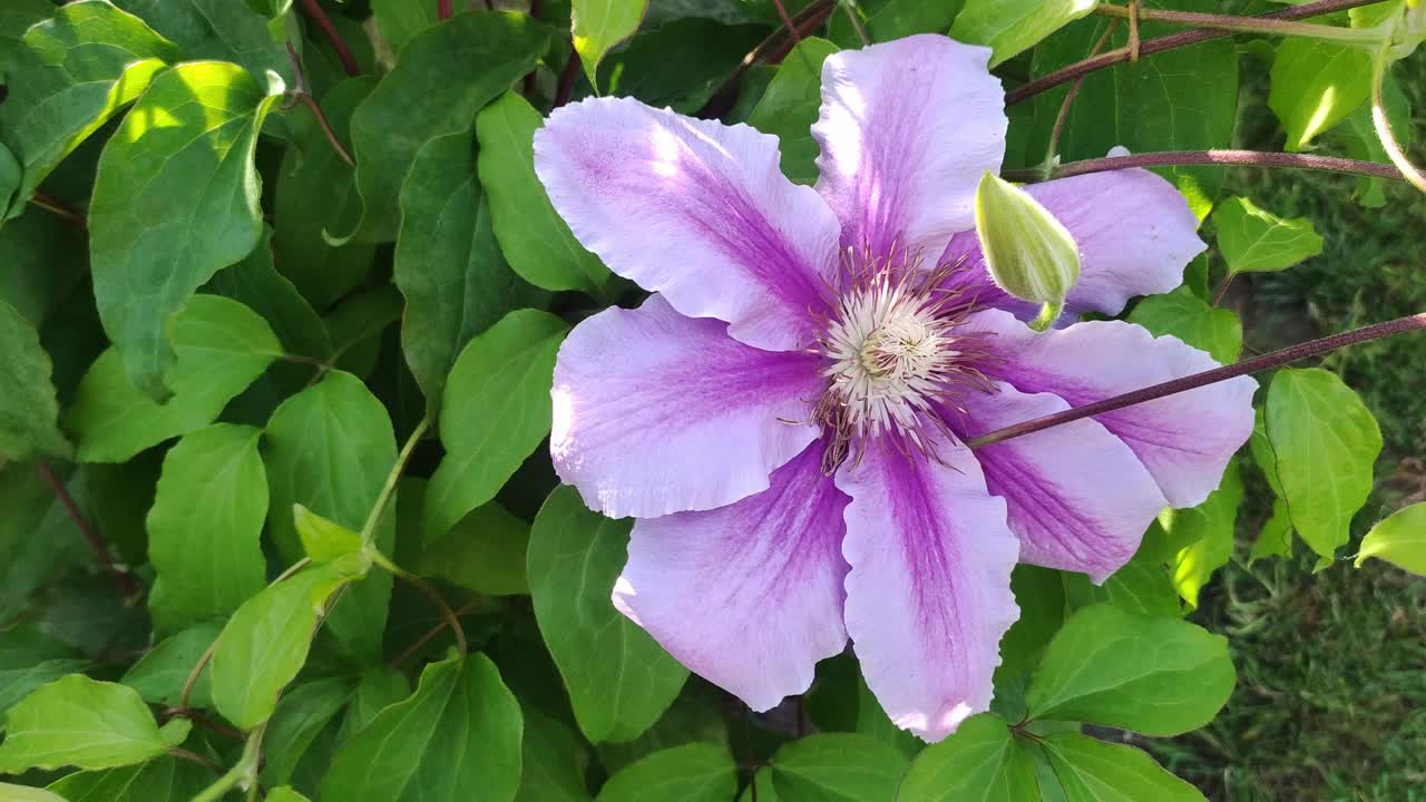 花园里多年生铁线莲藤蔓的花朵。美丽的铁线莲花在房子附近。视频素材