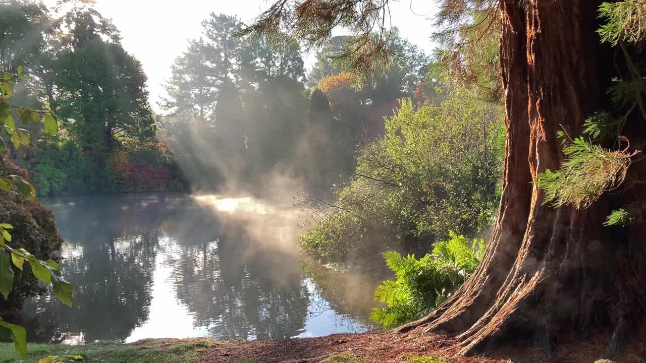 美丽的早晨，在森林湖畔，阳光透过树木过滤视频素材