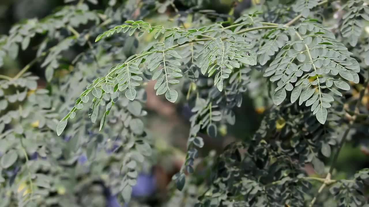 辣木叶或鸡腿树果实，也被称为辣根树，阿育吠陀草药树视频下载