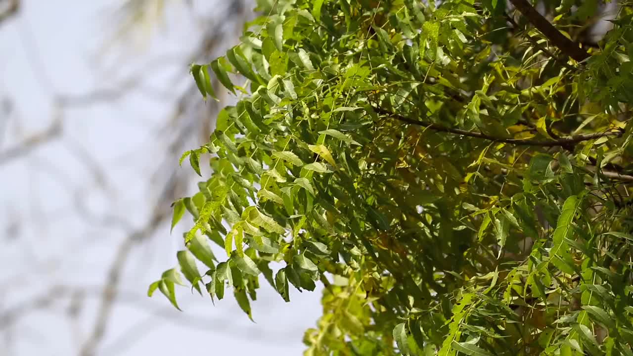 印楝叶或印楝树，也被称为Nimtree, Margosa或印度丁香，使用阿育吠陀草药视频下载