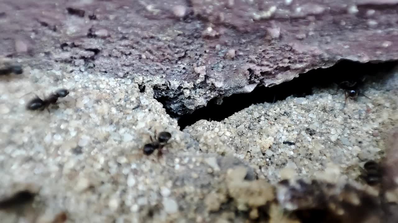 蚂蚁在地上行走。近距离观察黑蚁丘在地面上筑巢的近景，视频素材