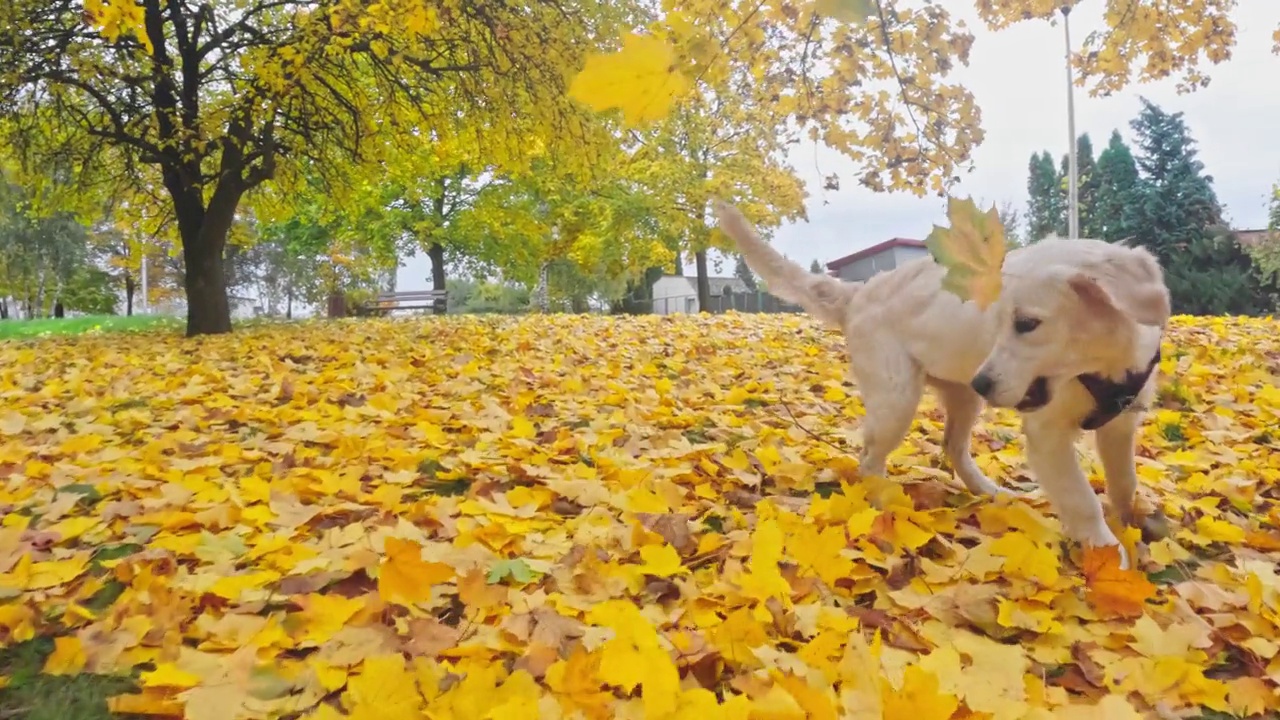 主人在秋叶中与可爱的金毛猎犬小狗玩耍视频素材