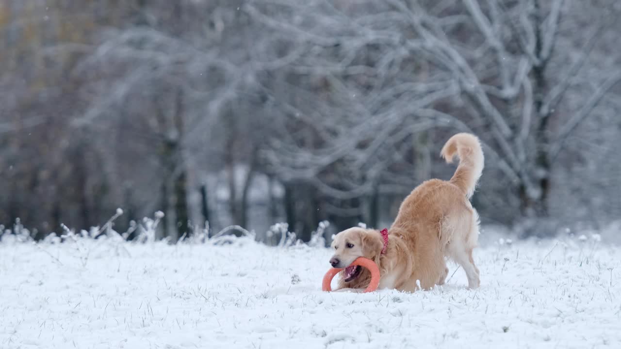 有趣的金毛猎犬在冬天在户外玩耍视频素材