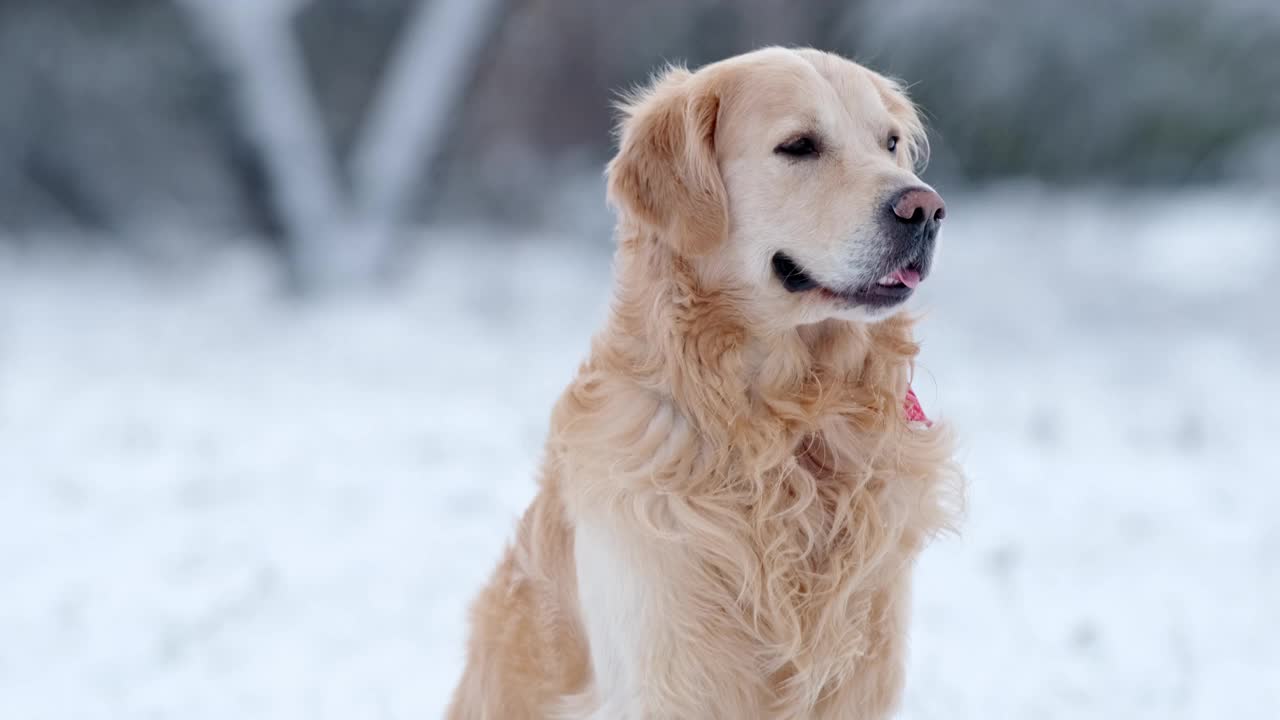 可爱的年轻金毛猎犬在冬天的肖像视频素材