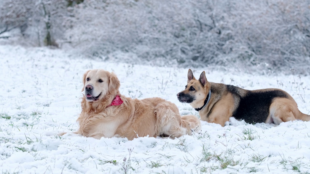 金毛猎犬和德国牧羊犬朋友在雪地上玩耍视频素材