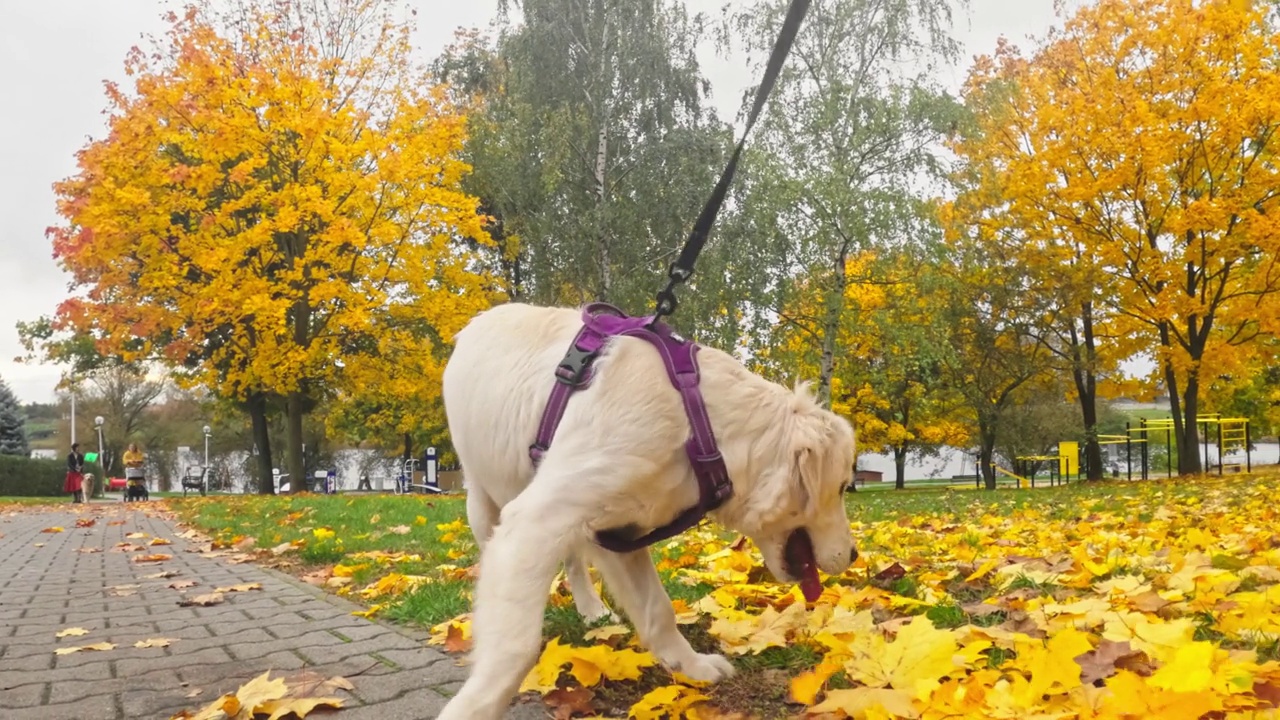 可爱的金毛猎犬小狗有趣地穿过落叶视频素材