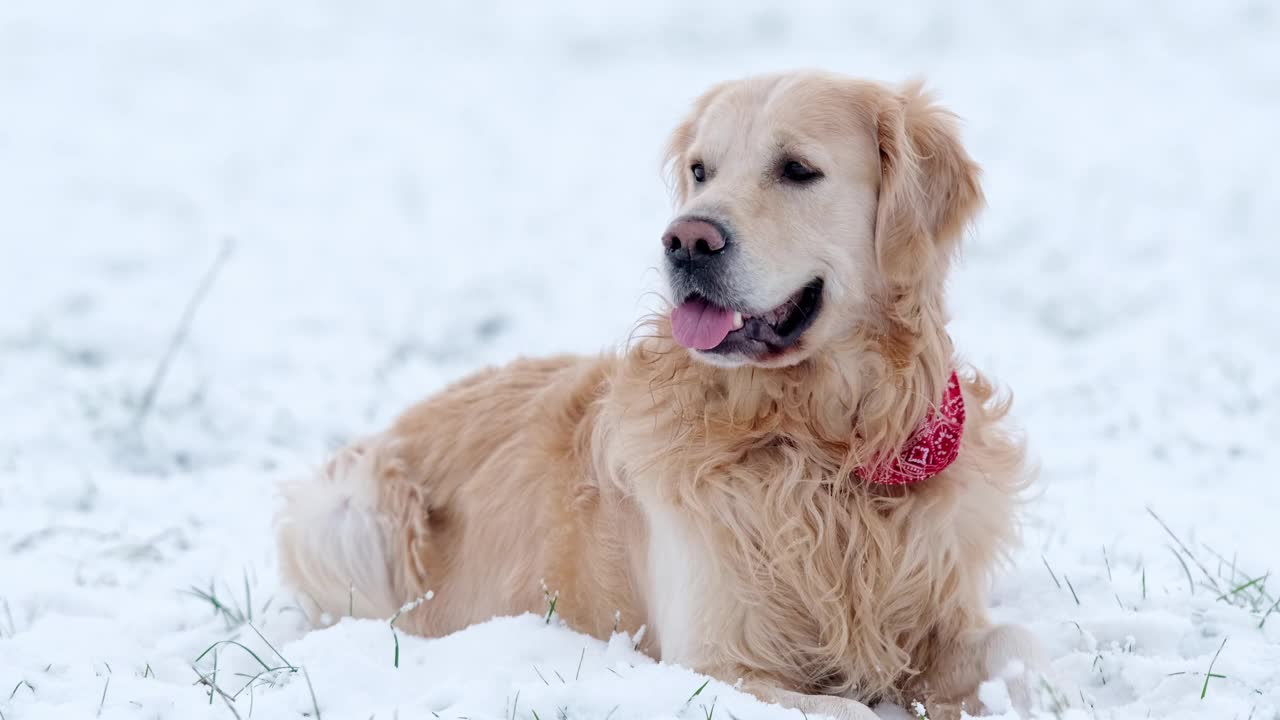 可爱的金毛猎犬躺在雪地里视频素材