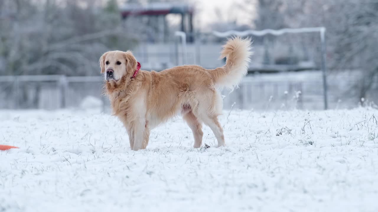可爱的金毛猎犬在雪地上散步视频素材