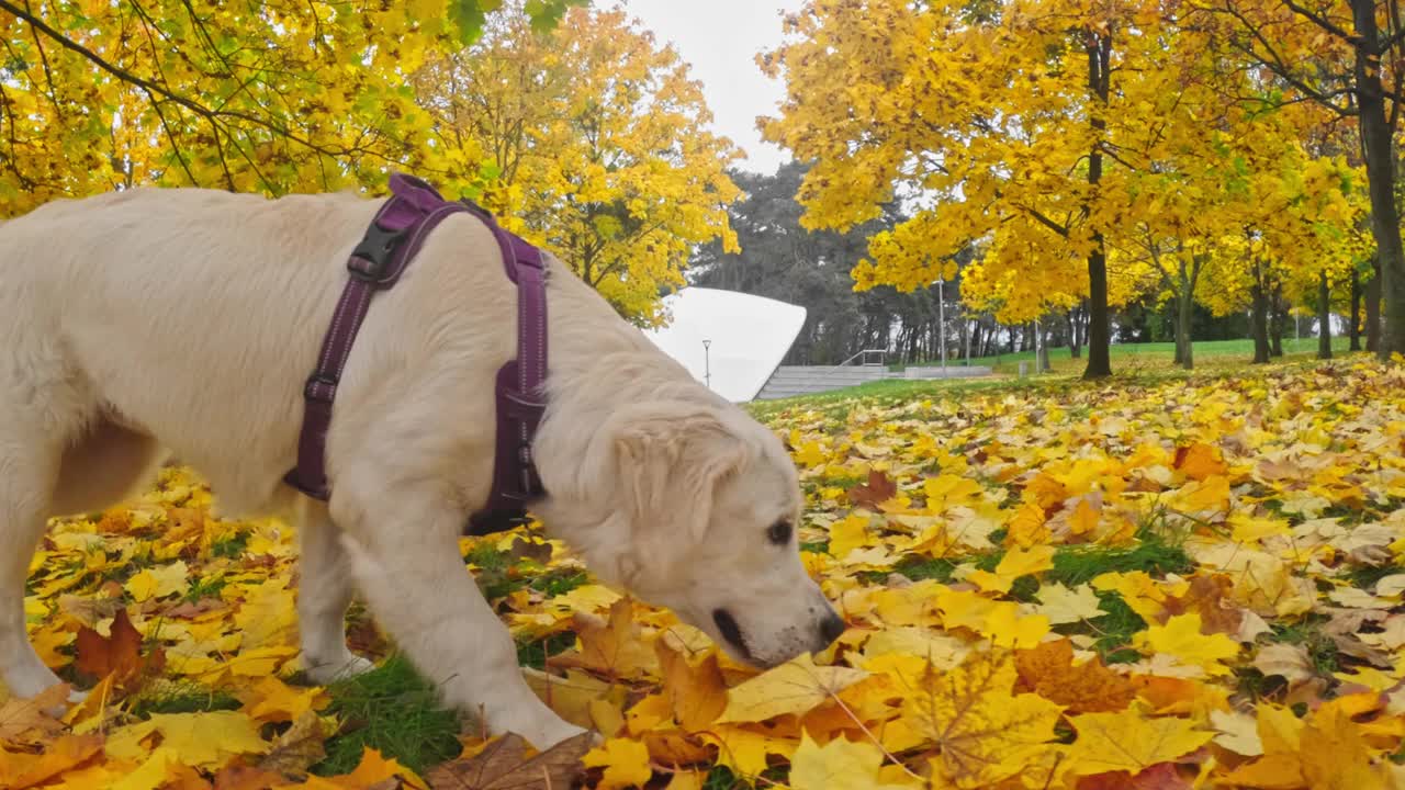 可爱的金毛猎犬小狗跑得很有趣视频素材
