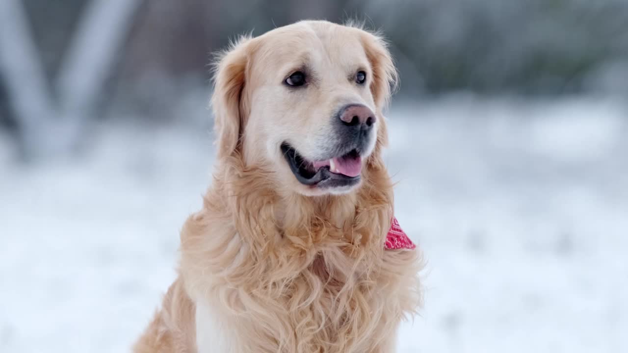 可爱的年轻金毛猎犬在冬天可爱的嘴部视频素材