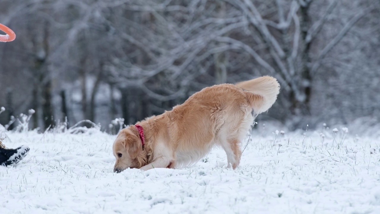 漂亮的金毛猎犬在雪地里玩玩具和奔跑视频素材