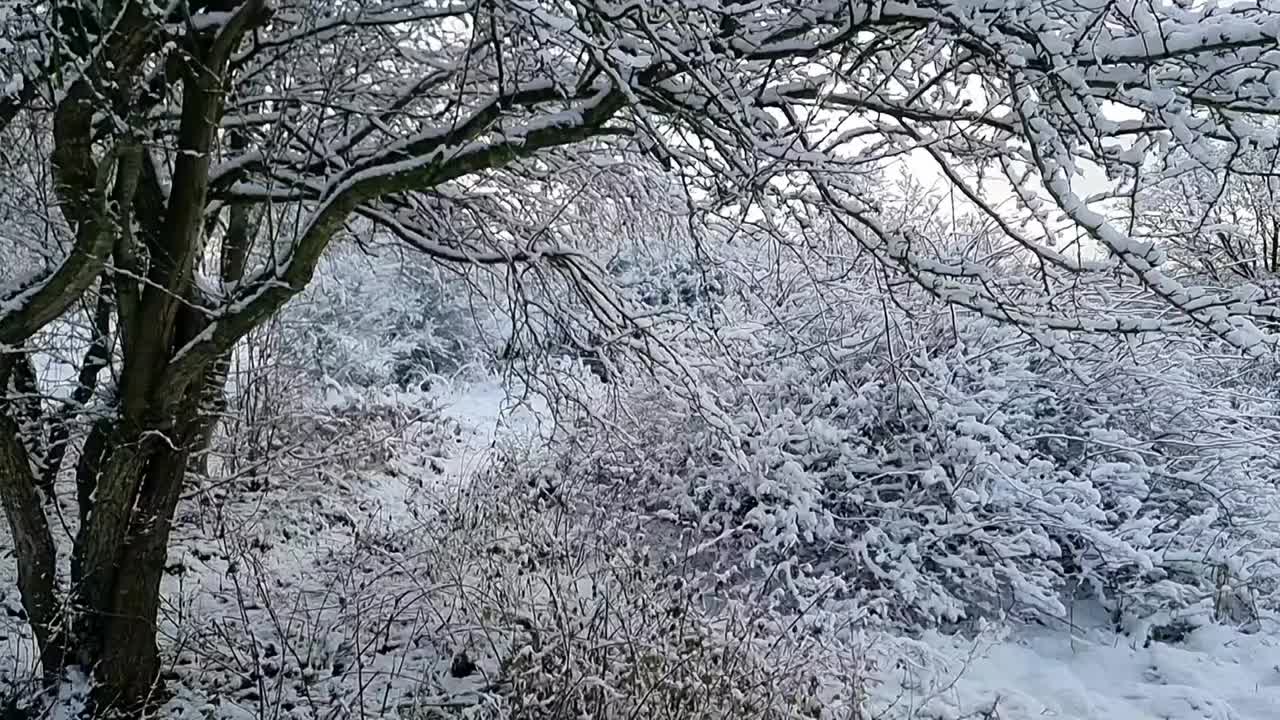 潘横跨白雪覆盖的乡村冬季仙境荒野与下降的慢动作雪融化在日出视频素材