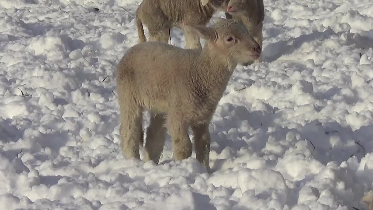 Schafe und Lämmer in Schnee auf der Wiese视频素材