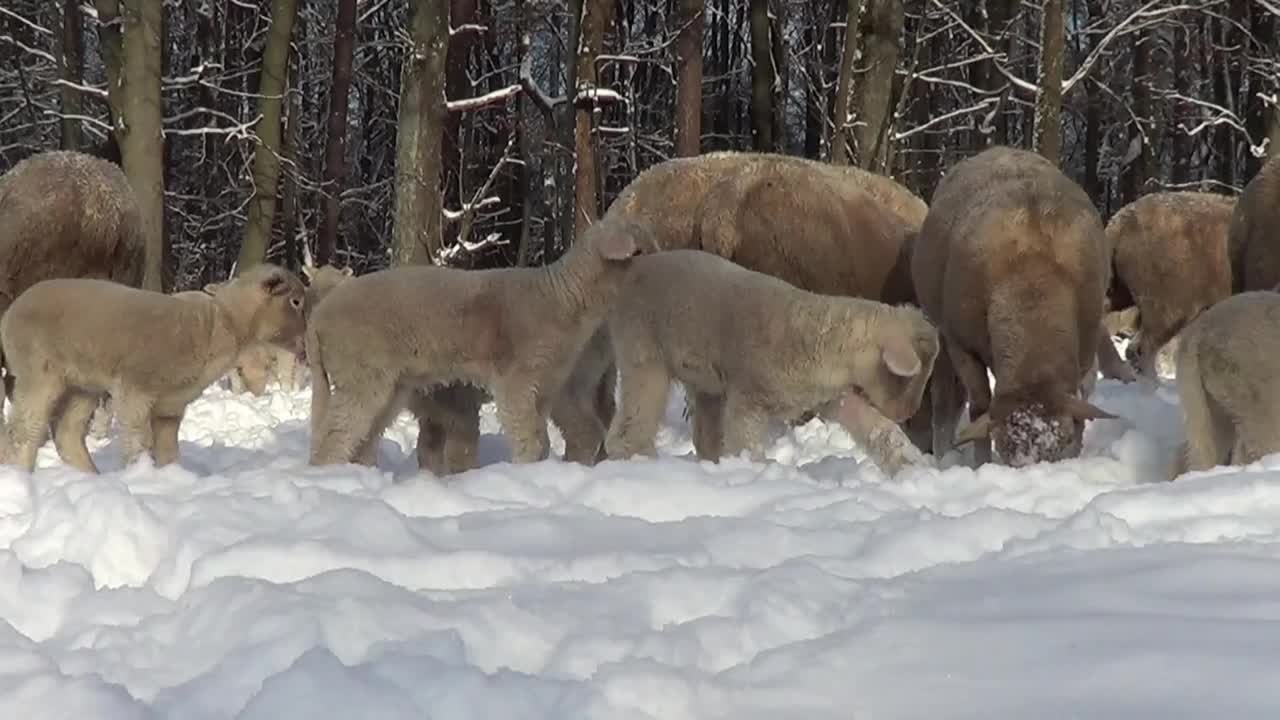 Schafe und Lämmer in Schnee auf der Wiese视频素材