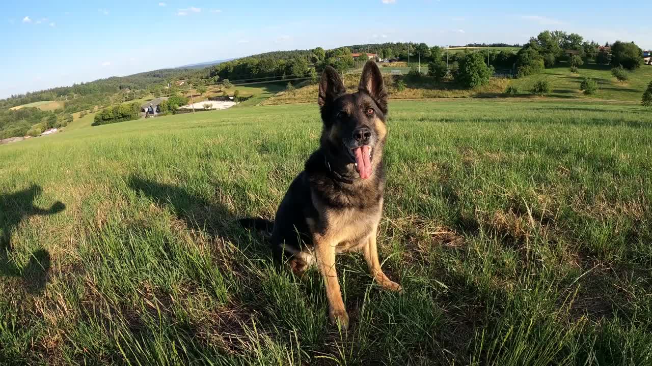 狗在训练中学会指挥。一只德国牧羊犬迎面跑过来视频素材