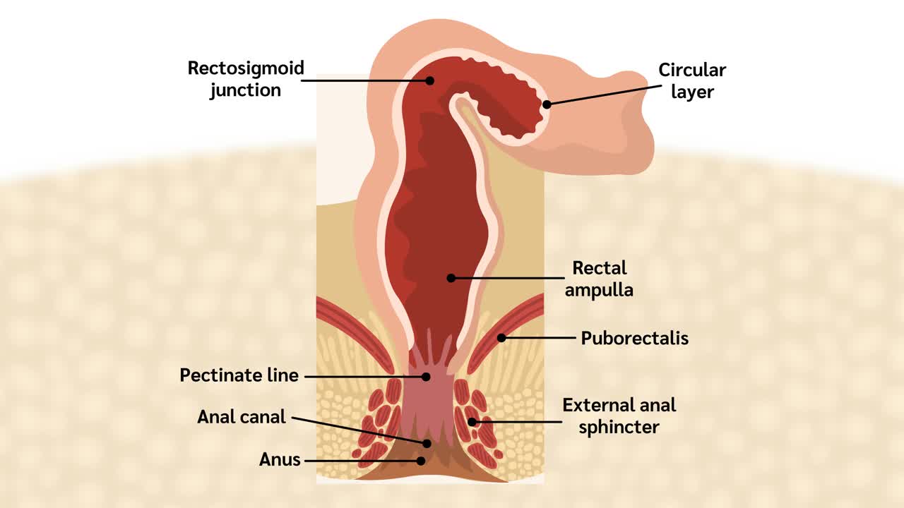直肠和肛管，肛管解剖视频下载