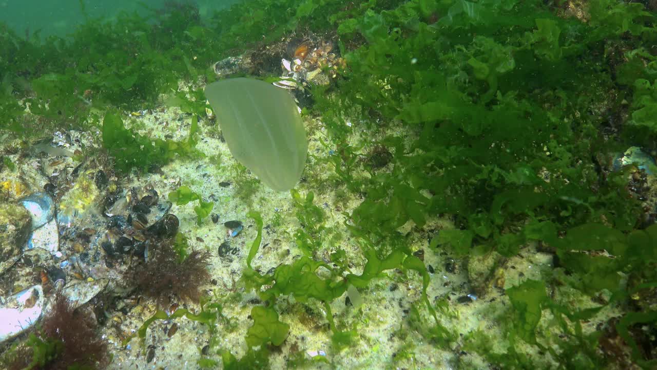 栉水母，掠食性梳状水母，入侵黑海，水母贝罗卵形，吞食海鞘视频素材