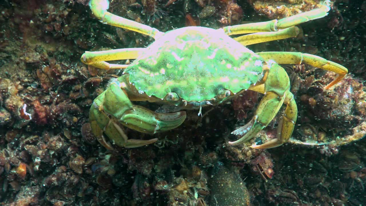 黑海，营养的绿蟹(Carcinus aestuarii)，吃另一种螃蟹，这是在海底捕获的。视频素材