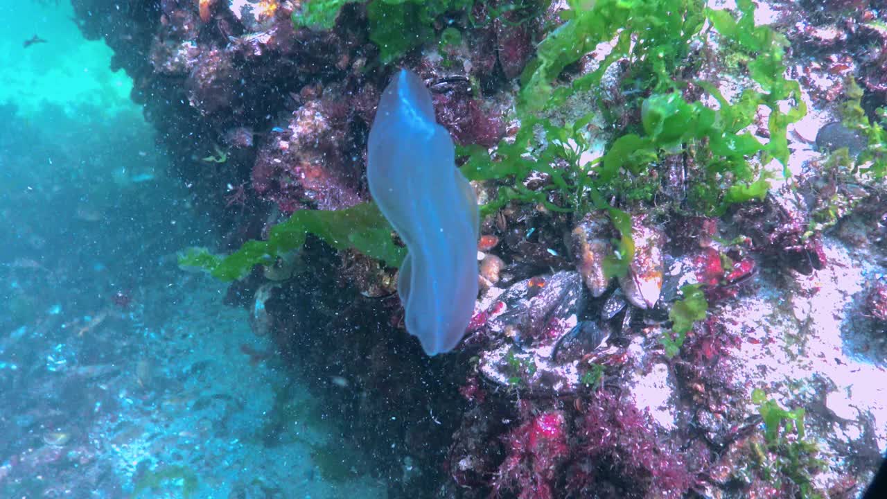 栉水母，掠食性梳状水母，入侵黑海，水母贝罗卵形，吞食海鞘视频素材