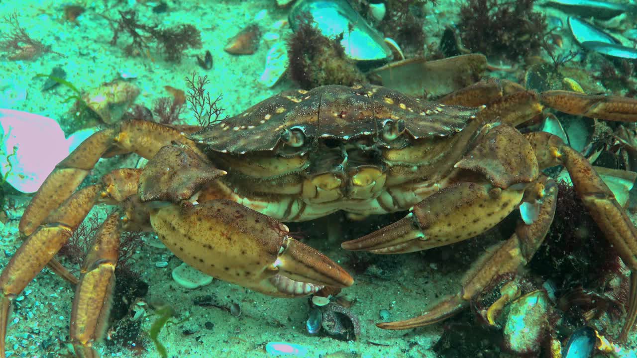 黑海，营养的绿蟹(Carcinus aestuarii)，吃另一种螃蟹，这是在海底捕获的视频素材