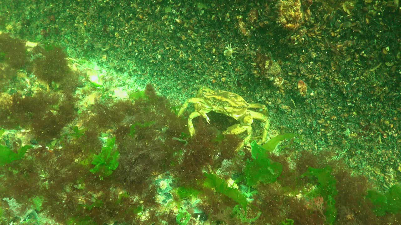 黑海，营养的绿蟹(Carcinus aestuarii)，吃另一种螃蟹，这是在海底捕获的。视频素材