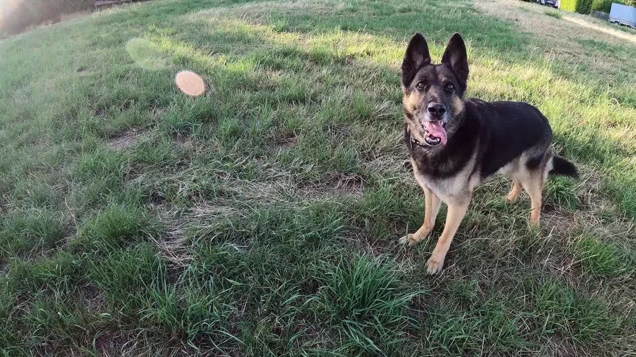 狗在训练中学会指挥。一只德国牧羊犬迎面跑过来视频素材