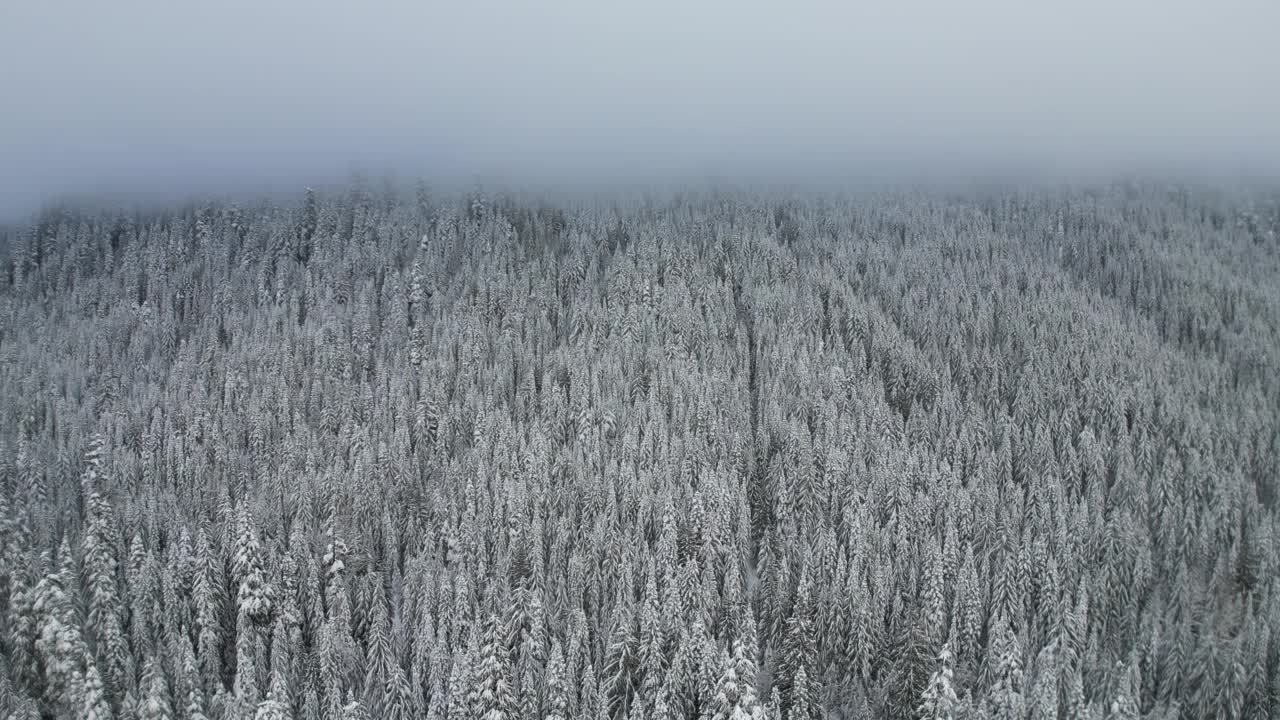 迷人的冬季仙境:鸟瞰白雪覆盖的松林和冰湖在宁静的山地景观视频素材