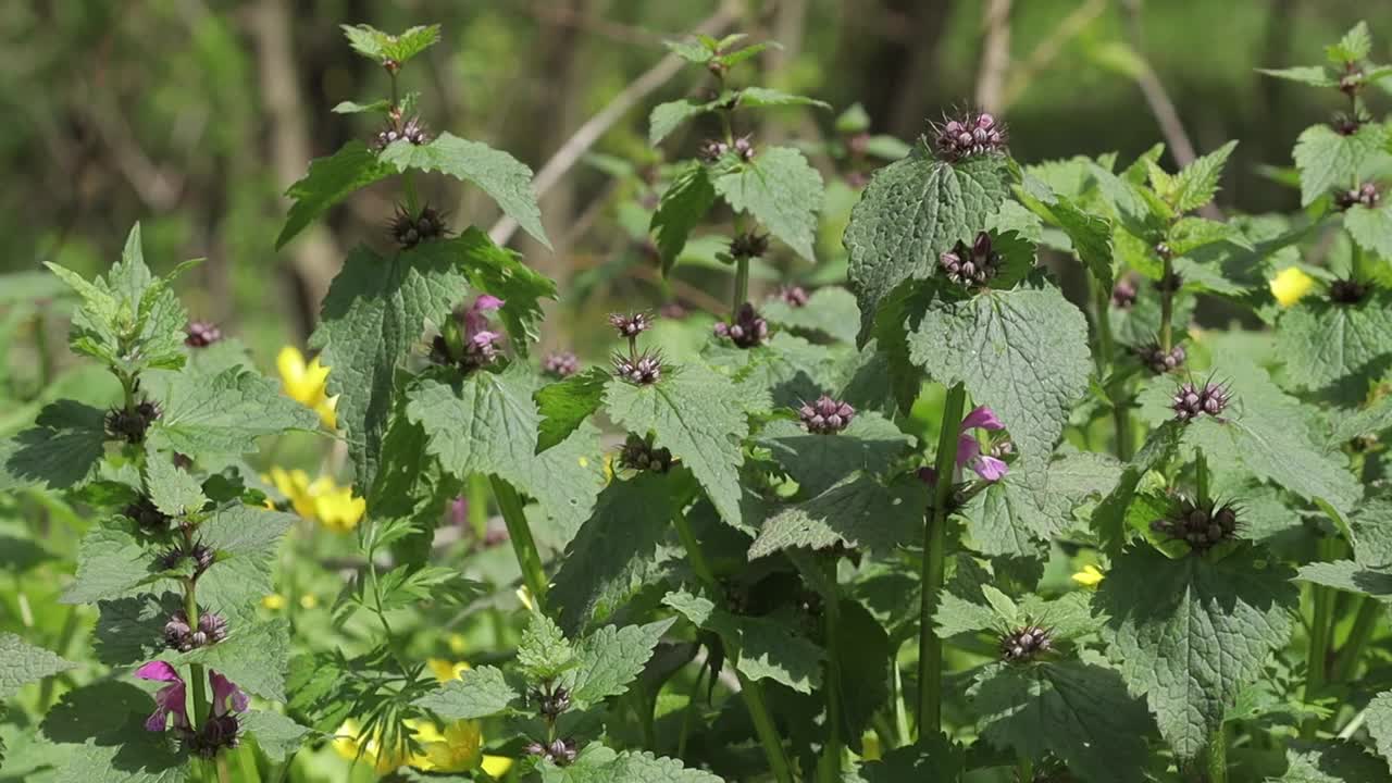 野生紫荨麻或紫色大天使开花植物。视频下载