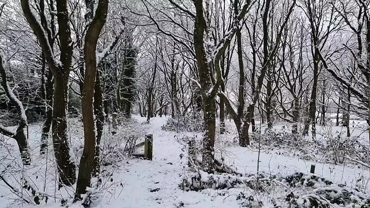 雪慢慢地从白色的冬季无叶森林林地的树上落下视频素材