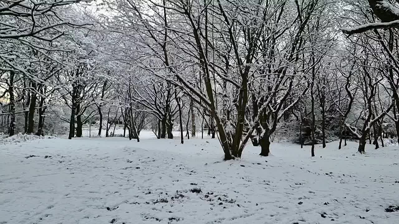 雪从白色的冬季无叶的林地树木上缓缓落下视频素材