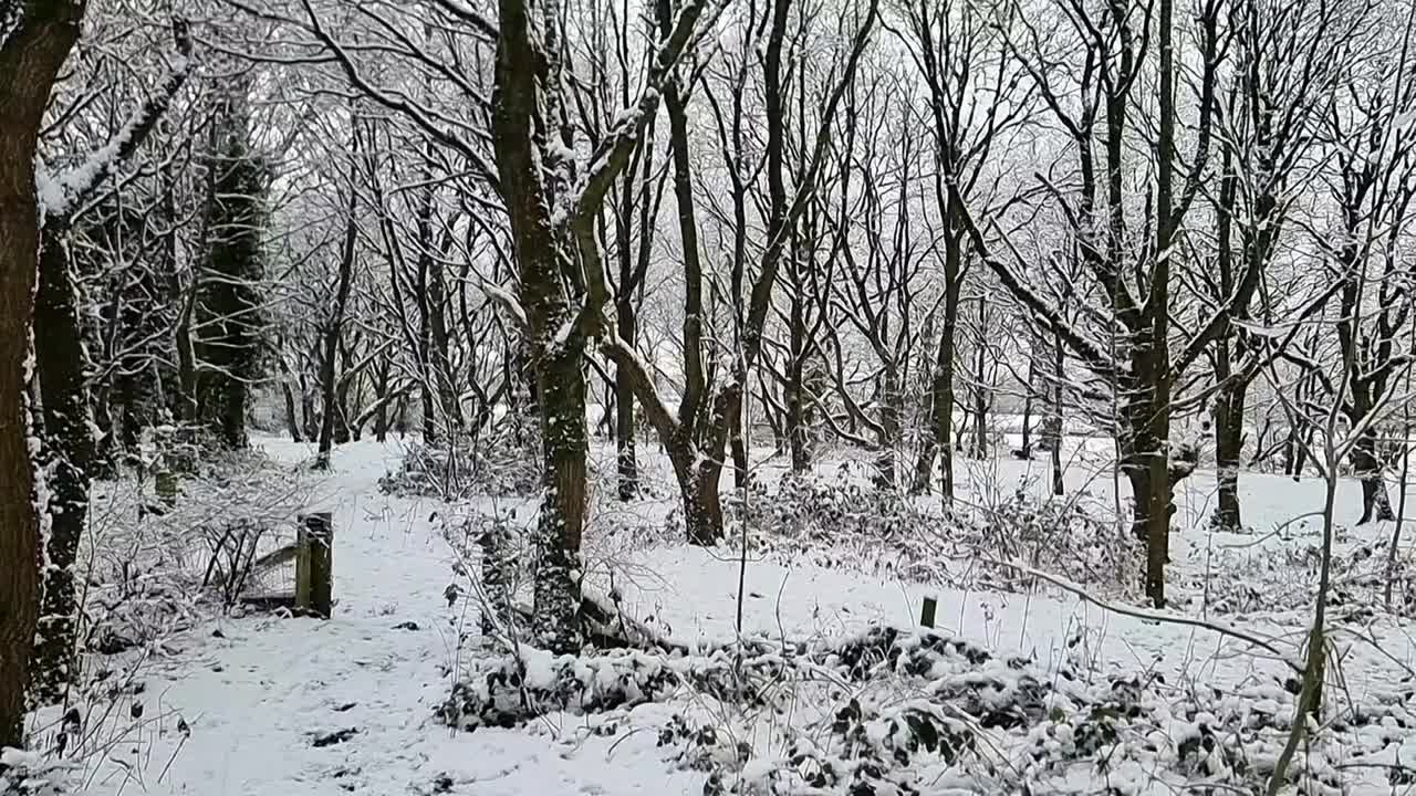 冬季无叶的林地树木带着雪从树枝上慢慢飘落视频素材