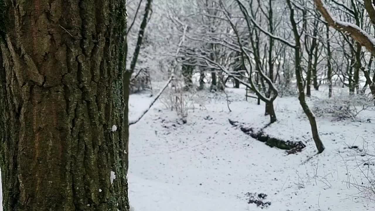 冬天寂寞的林地里，树木随着雪花慢慢飘落视频素材