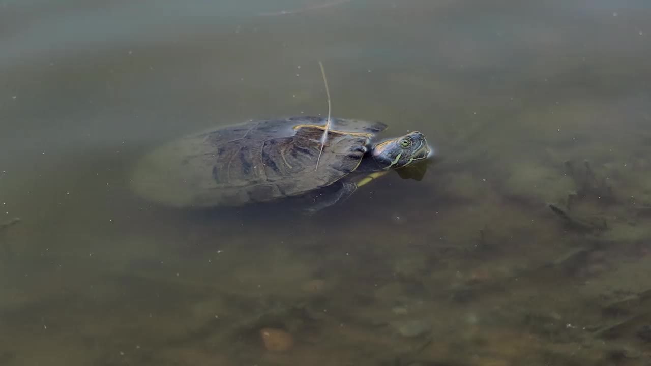 水浅的池塘里的红耳龟。-特写镜头视频素材