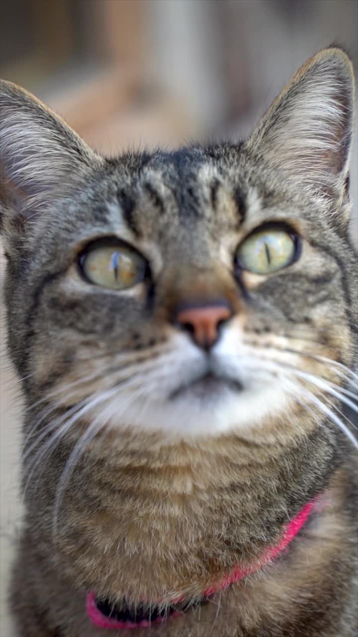 一只虎斑家猫的特写肖像。视频素材