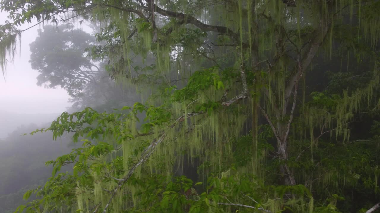 在哥伦比亚明卡被浓雾包围的神秘茂密丛林中冒险飞行视频素材